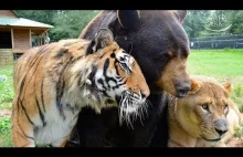 Niesamowita Przyjaźń Między Zwierzętami