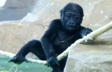 Harambe McHarambeface wygrywa konkurs na imię dla nowego goryla w chińskim ZOO