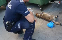 Żory: Policja szuka zwyrodnialca, który zakleił psu pysk i wrzucił do kontenera
