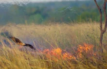 Australijskie ptaki rozprzestrzeniają pożary, by wypłoszyć z traw swe ofiary