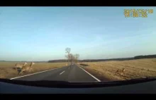 Safarki na polskiej drodze
