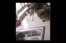 Ciekawskie koty vs ryba