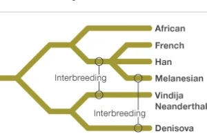 Kontakty seksualne pomiędzy Neandertalczykami a Homo sapiens