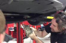 Cat Stuck in a Tesla