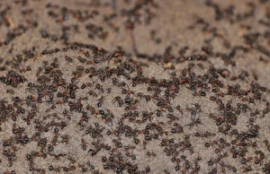 Mrówki kanibale w postsowieckim, nuklearnym bunkrze