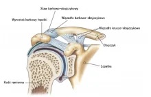 Staw barkowo-obojczykowy - anatomia