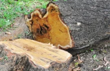 Kary za wycinanie drzew bez pozwolenia (tabela opłat)