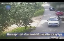 Różowy pasek po kłótni z facetem wychodzi z samochodu. Zapomina, że jest w zoo.