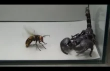 Scorpion VS Asian Giant Hornet Real Fight New 2016 HD