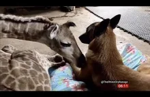 Pies stróżujący i porzucona żyrafa jako najlepsi przyjaciele