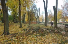 Mława. Chora wizja burmistrza na ładniejszy park! Wycinają zdrowe drzewa.