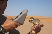 Mikrochipy pomogą w powstrzymaniu nielegalnego handlu pustynnymi kameleonami.