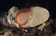 Transformacja muchy:od larwy po dorosłego osobnika