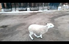 Wesoła owieczka