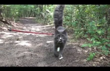 Spacer po lesie z kotem na smyczy