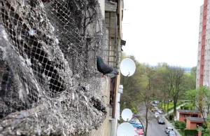 Plaga w Krakowie: tak balkon urządziły gołębie, a szczury...