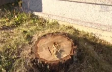 Nielegalna wycinka drzew na zabytkowym cmentarzu w Lanckoronie !?