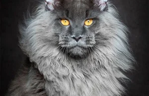 Majestic Portrait Series of Maine Coons by Robert Sijka