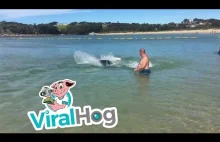 Seals Hunt for Fish on Shallow Beach ||...