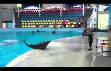 Delfin bawi się z dzieciakiem