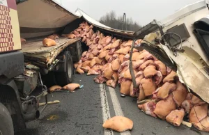 Świnie wysypały się na drogę! Dojazd do autostrady A4 niemożliwy.