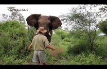 Przewodnikowi udaje się powstrzymać szarżującego słonia w Południowej Afryce