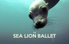 Podwodny balet w wykonaniu lwa morskiego.