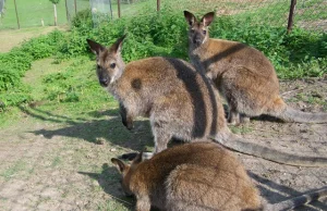 Kangur biega po Warmii. Uciekł z zoo w Nikielkowie