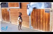 Mała koza na dwóch nogach próbuje walić konia