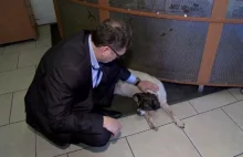 Burmistrz Aleksandrowa zatrudnił w urzędzie bezdomne psy