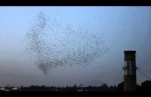 Tysiące jerzyków tworzy wir i znika w kominie