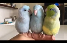 Najsłodsze papugi na świecie