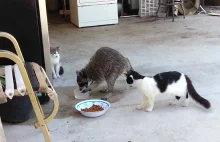Szop kradnie jedzenie kotom
