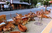 W Japonii jelenie wyszły na ulicę