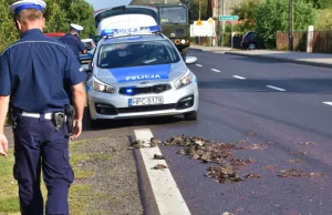 Stado ptaków runęło na drogę. Co było przyczyną?