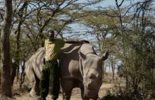 In vitro ratunkiem dla nosorożców