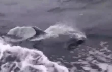 Wędkarze nagrali spotkanie z delfinem