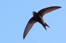 Odkryto, że pewien niewielki ptak potrafi latać nieprzerwanie przez 10 miesięcy