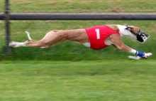 Greyhound – najszybszy pies świata
