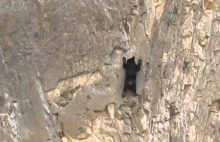Wspinające się niedźwiadki. Baribale radzą sobie w stromej skale jak zawodowcy:)