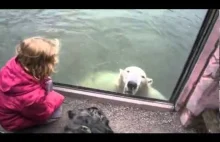 Miś Polarny Niedźwiedź niespodzianka