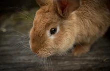 Wysłał królika Pocztą Polską. Zwierzę nie przeżyło