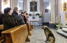 Pies codziennie przychodzi na mszę. Powód poruszył miliony osób na całym...