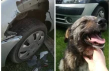 Pies zjadł samochód. Tak bronił posesji przed kuną!