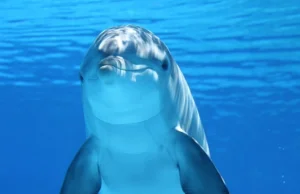 Naukowcy chcą wykorzystać sztuczną inteligencję do poznania języka delfinów.
