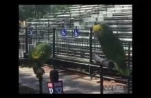 Śpiewające papugi!