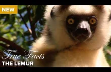 Prawdziwe fakty: Lemur