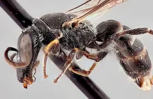 Odkryto nowy gatunek pszczół. Otrzymały nazwę na cześć Charizarda - jednego...