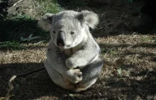 Koala funkcjonalnie wymarły. Co to oznacza?