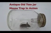 Pułapka na myszy